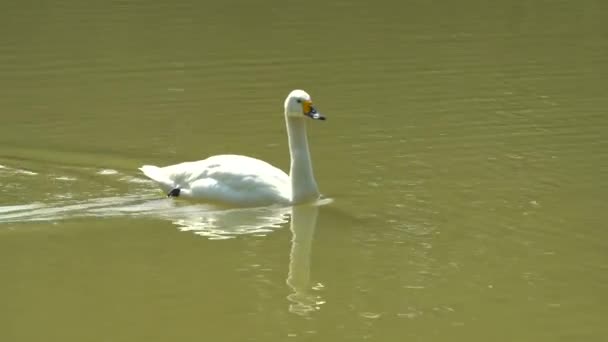 Weißer Schwan Spielt Und Schwimmt Teich — Stockvideo