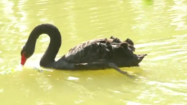 Cisne Negro Está Procura Comida Lagoa — Vídeo de Stock