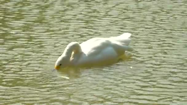 Witte Zwaan Spelen Zwemmen Vijver — Stockvideo