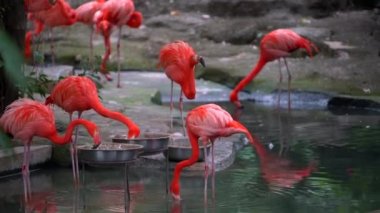 Nehirde yiyecek arayan flamingo sürüsünün yakın çekimi.