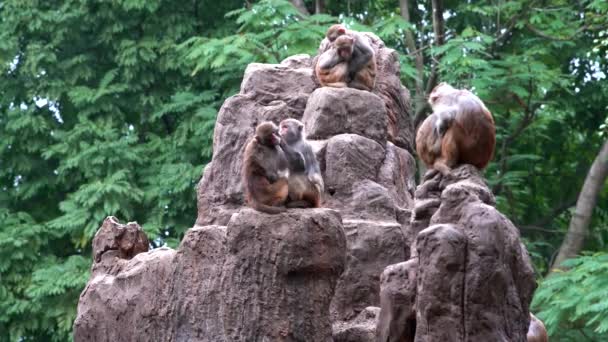 Grupo Monos Arañando Viviendo Grupos Monkey Mountain — Vídeos de Stock