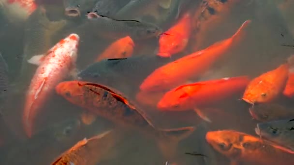 Koi Coloré Gros Plan Dans Étang — Video