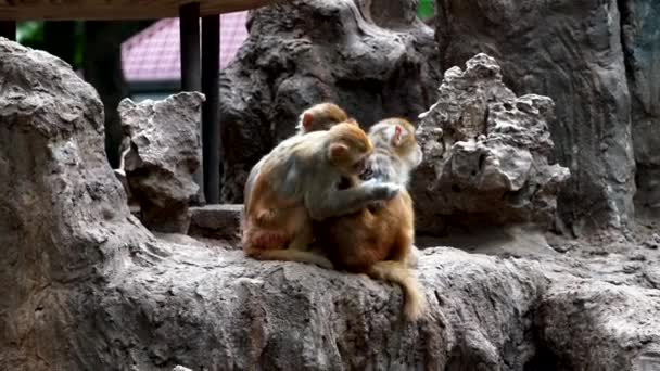 Eine Gruppe Von Affen Kratzt Und Lebt Gruppen Auf Monkey — Stockvideo
