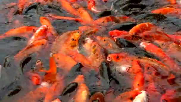 Koi Colorido Close Lagoa — Vídeo de Stock