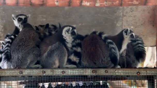 Een Groep Noord Amerikaanse Wasberen Die Eten — Stockvideo