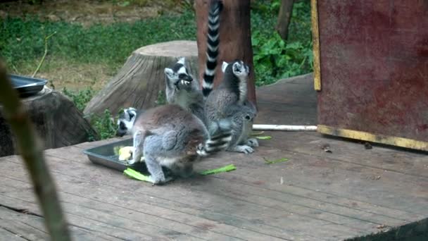 Grupo Mapaches Norteamericanos Comiendo — Vídeos de Stock