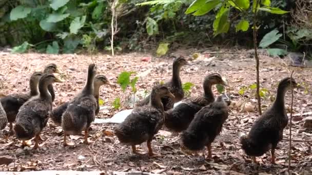 Grupo Patos Caminantes Naturaleza — Vídeo de stock