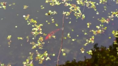 Bir kırmızı koi gölette yüzüyor.