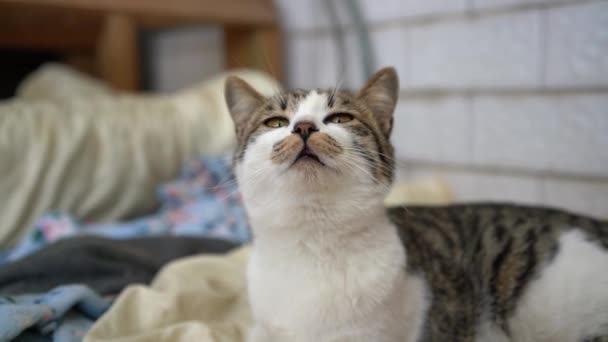 かわいい斑点のある中国の田舎猫 中国の猫 — ストック動画