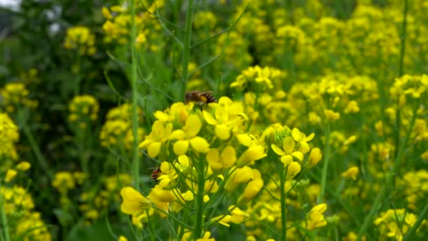 Golden Exuberante Flor Colza Las Abejas Están Recogiendo Néctar — Vídeos de Stock