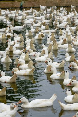 Ördek çiftliğindeki büyük bir grup beyaz saçlı ördek.