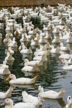 Ördek çiftliğindeki büyük bir grup beyaz saçlı ördek.