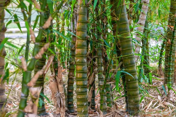 Uma Paisagem Exuberante Floresta Bambu Bambu — Fotografia de Stock