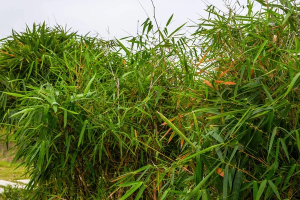 Eine Üppige Bambuswald Landschaft Bambus — Stockfoto