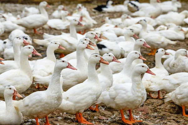 Grande Grupo Patos Cabelos Brancos Fazenda Patos — Fotografia de Stock