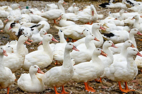 鸭场里有一大群白发鸭 — 图库照片