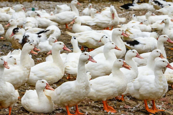 Grande Grupo Patos Cabelos Brancos Fazenda Patos — Fotografia de Stock