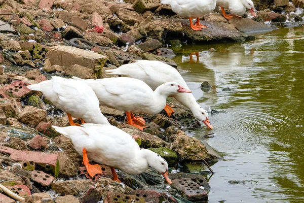 鸭场里有一大群白发鸭 — 图库照片