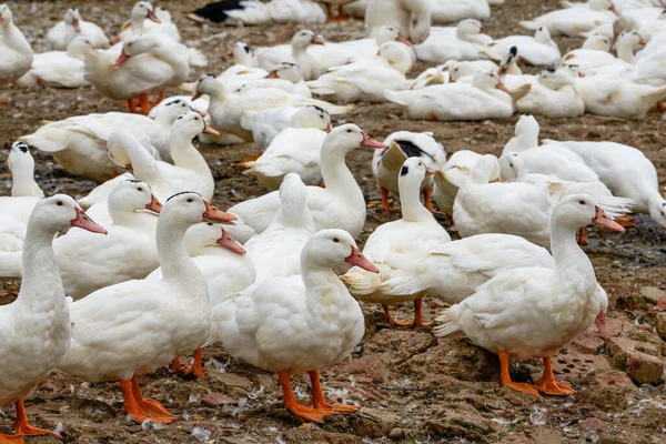 Gran Grupo Patos Pelo Blanco Granja Patos — Foto de Stock