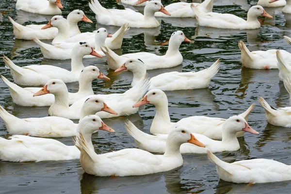 Large Group White Haired Ducks Duck Farm — Stock Photo, Image