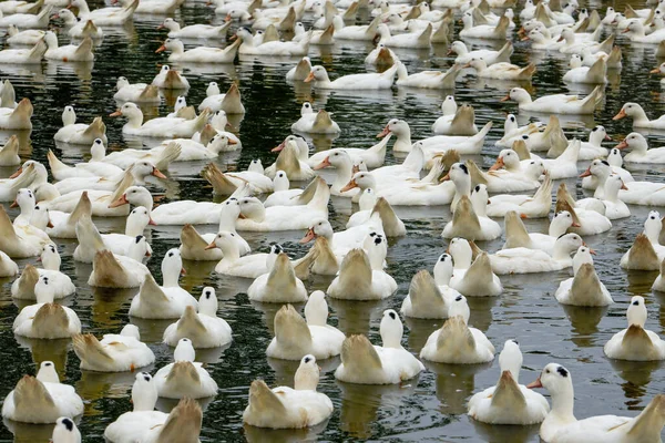 Eine Große Gruppe Von Weißhaarigen Enten Der Entenfarm — Stockfoto