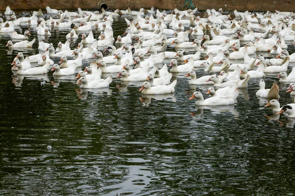 Grande Grupo Patos Cabelos Brancos Fazenda Patos — Fotografia de Stock