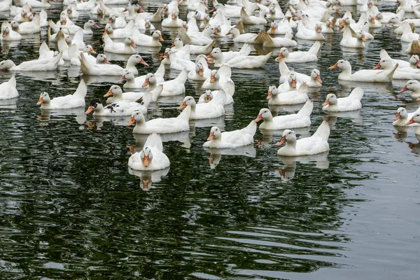 Eine Große Gruppe Von Weißhaarigen Enten Der Entenfarm — Stockfoto