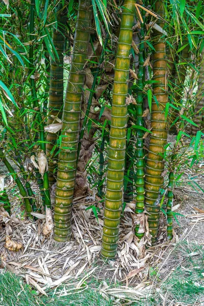 Uma Paisagem Exuberante Floresta Bambu Bambu — Fotografia de Stock