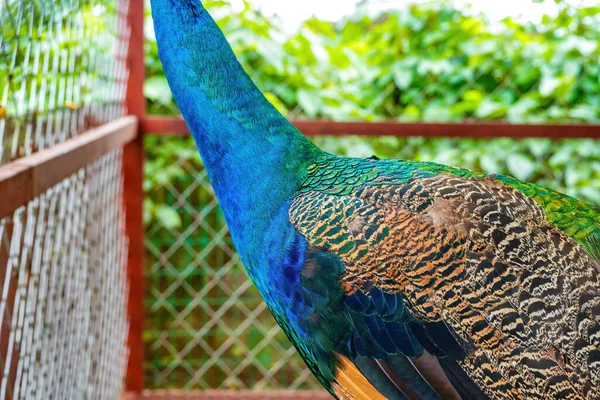 Beautiful Colorful Male Peacock — Stock Photo, Image