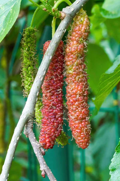 Close Ripening Mulberry Fruit Mulberry Tree — Stock Photo, Image