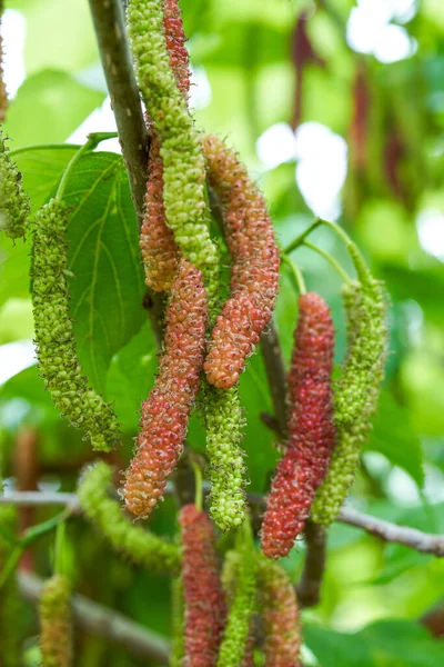 Close Ripening Mulberry Fruit Mulberry Tree — Stock Photo, Image