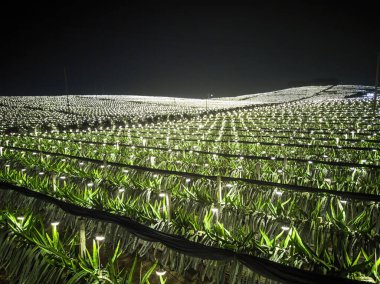 Geceleri Guangxi, Çin 'in dışındaki ejderha meyve tarlalarının hava fotoğrafları.