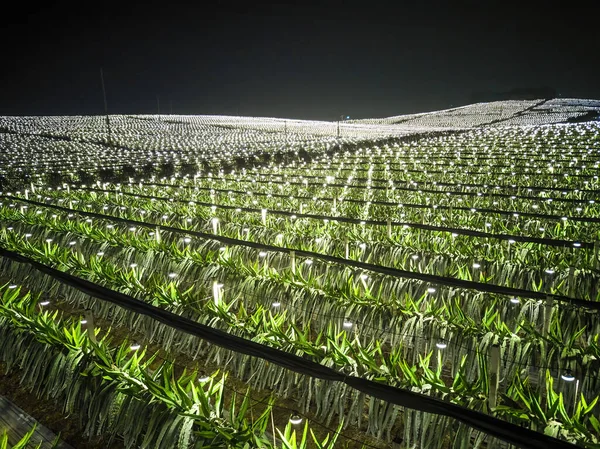Luchtfotografie Van Drakenfruitvelden Aan Rand Van Guangxi China Nachts — Stockfoto