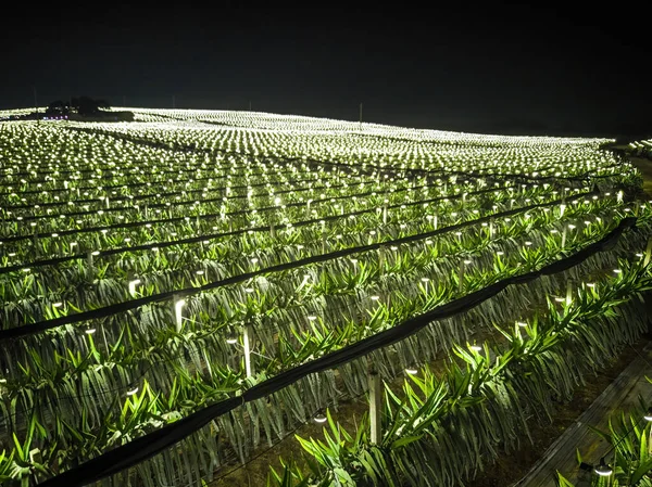 Luchtfotografie Van Drakenfruitvelden Aan Rand Van Guangxi China Nachts — Stockfoto