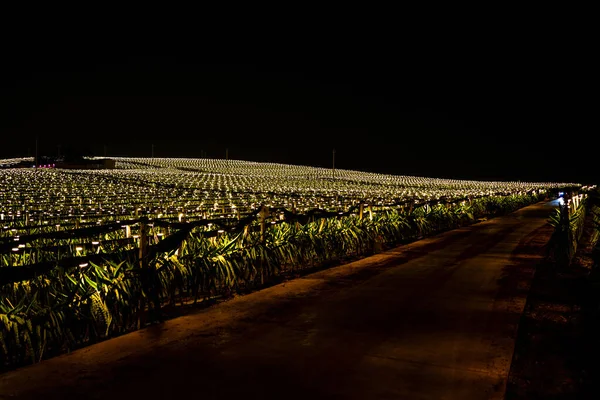 Die Pitaya Felder Stadtrand Von Guangxi China Bei Nacht Hell — Stockfoto