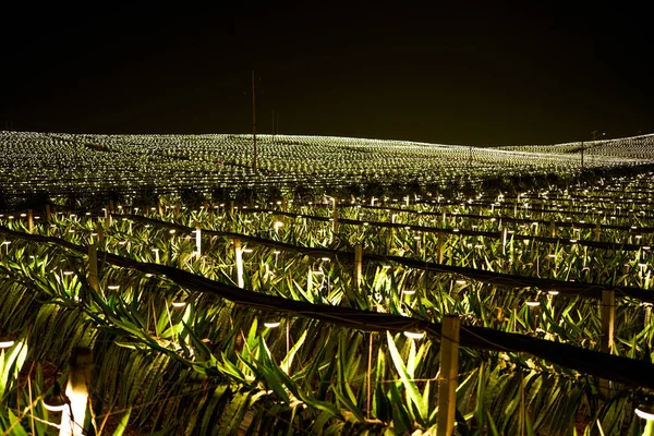 Die Pitaya Felder Stadtrand Von Guangxi China Bei Nacht Hell — Stockfoto