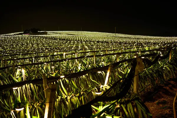 Die Pitaya Felder Stadtrand Von Guangxi China Bei Nacht Hell — Stockfoto