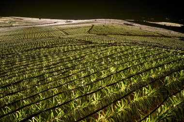 Çin 'in Guangxi kenar mahallelerindeki pitaya tarlaları gece aydınlıktı.