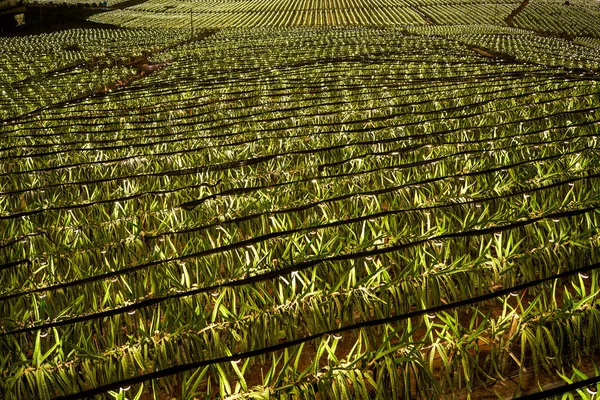 Pitaya Teelt Velden Aan Rand Van Guangxi China Nachts Helder — Stockfoto