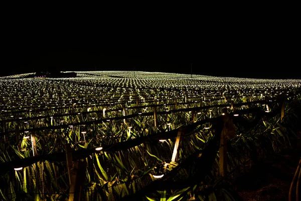 Die Pitaya Felder Stadtrand Von Guangxi China Bei Nacht Hell — Stockfoto