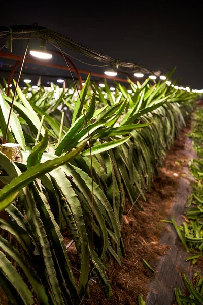 Los Campos Cultivo Pitaya Las Afueras Guangxi China Por Noche —  Fotos de Stock