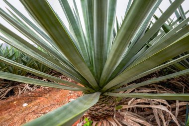 Keskin, yoğun sisal ormanın yakın çekimi