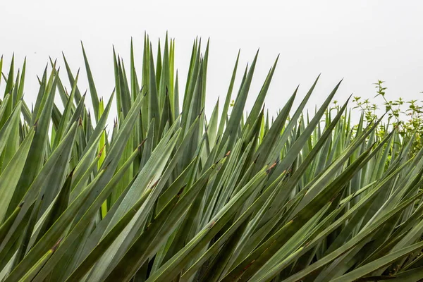 Close Floresta Sisal Densa Afiada — Fotografia de Stock