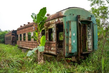 Bir yığın paslı tren vagonu ormanda terk edilmiş.