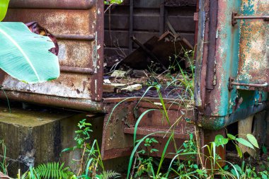 Bir yığın paslı tren vagonu ormanda terk edilmiş.