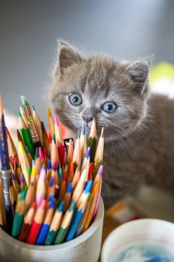 Şirin mavi bir kedinin yakın plan görüntüsü. Gri, kısa, İngiliz, kısa, kedi yavrusu.