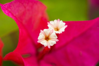 Bir bougainvillea 'nın beyaz pullarının makro yakın çekimi
