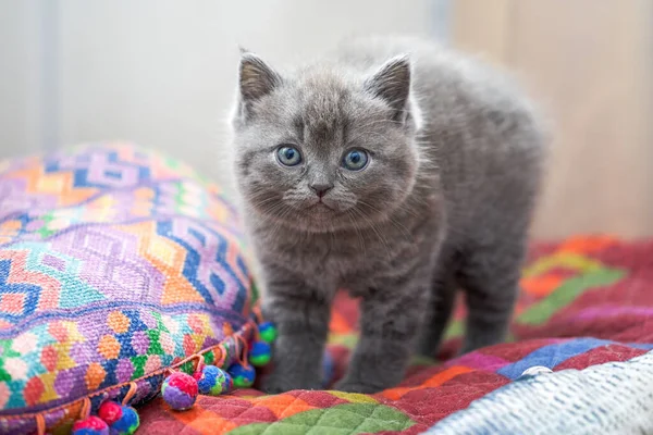 Close Cute Blue Cat Gray British Short Pet Shorthair Kitten — Stock Photo, Image