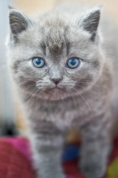 かわいい青い猫のクローズアップグレー英国のショートペットショートヘア子猫 — ストック写真