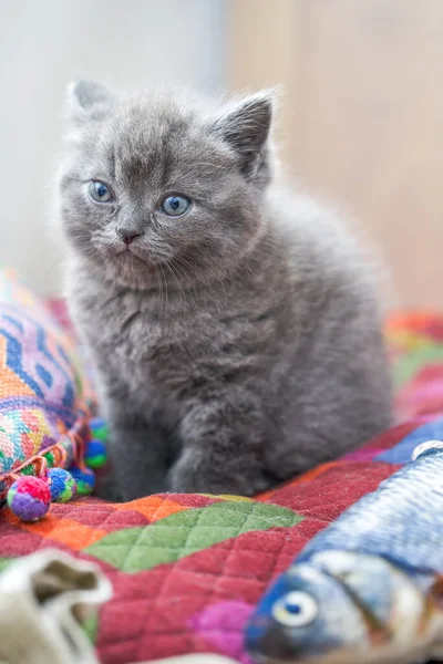 Primer Plano Lindo Gato Azul Gris Británico Corto Mascota Taquigrafía — Foto de Stock